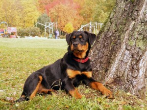 Perro rottweiler dog