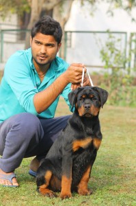 Rottweiler dog  breeds