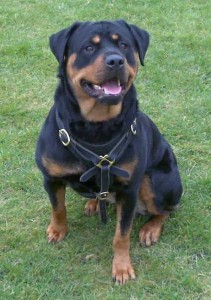 Rottweiler dog harness