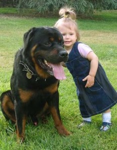 Rottweiler dog with baby