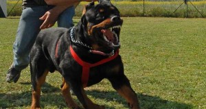 Rottweiler guard dog
