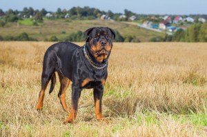 Rottweiler in forest