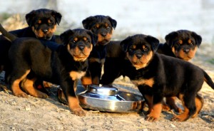 Rottweiler puppies group feeding