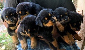 Rottweiler puppies