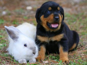 Rottweiler puppy and rabbit