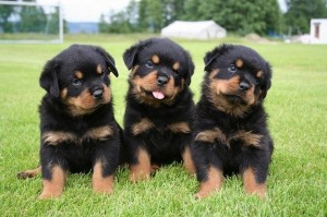 Rottweiler puppy