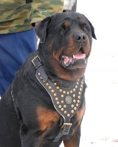 Rottweiler royal leather dog harness breed