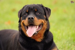 Rottweiler breed