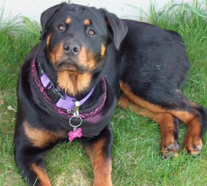 The rottweiler