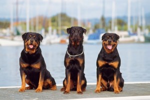 Three rottweiler
