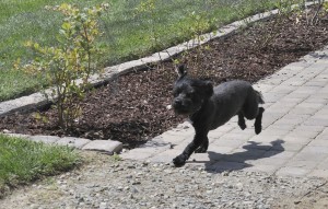 Scoodle puppy raning