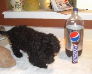 cute scoodle puppy