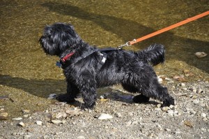scoodle puppies for sale uk