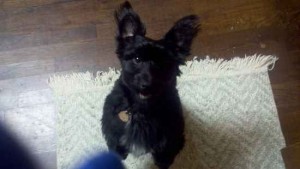 shorty scoodle photo
