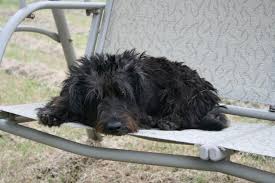 spoodle dog reviews