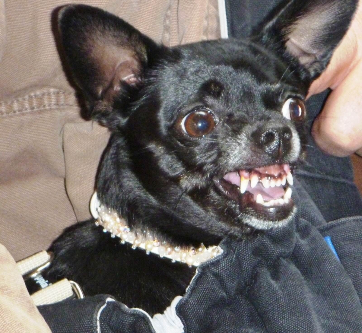 Snarling Dog What It s Mean And How To Deal With Dog Growling snarling-dog-what-it-s-mean-and-how-to-deal-with-dog-growling