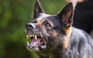 Snarling dog hd images