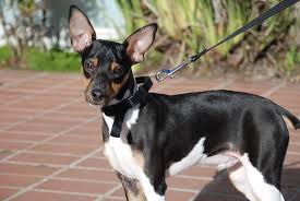 Mix toy fox terrier
