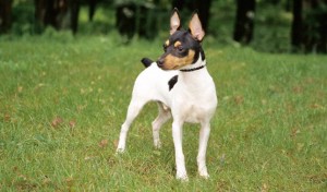 Toy Fox Terrier