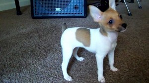 Toy Fox Terrier dog