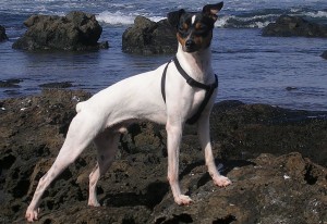 Toy Fox Terrier near sea