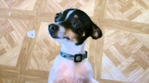 Toy Fox Terrier puppy