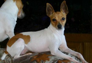 Big toy fox terrier