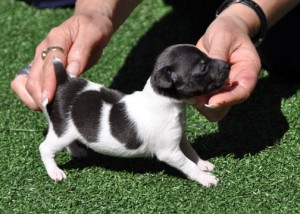 lovely toy fox terrier puppy