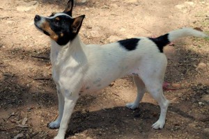 Miniature fox terrier adult