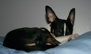 Rest time for toy fox puppy