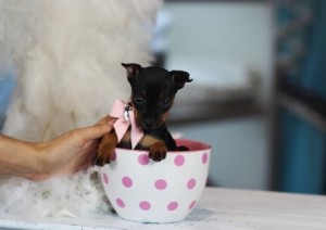 Tea cupe toy fox puppy