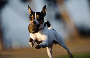 Toy fox divot with ball