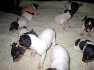 Toy fox cute puppeis