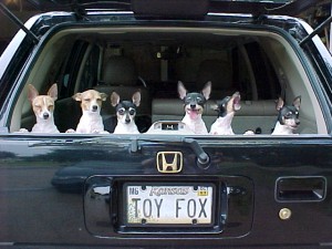 toy fox in texi