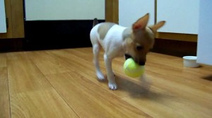 Toy fox playing with ball