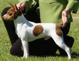 Toy fox with breeder
