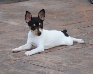 white toy fox terrier