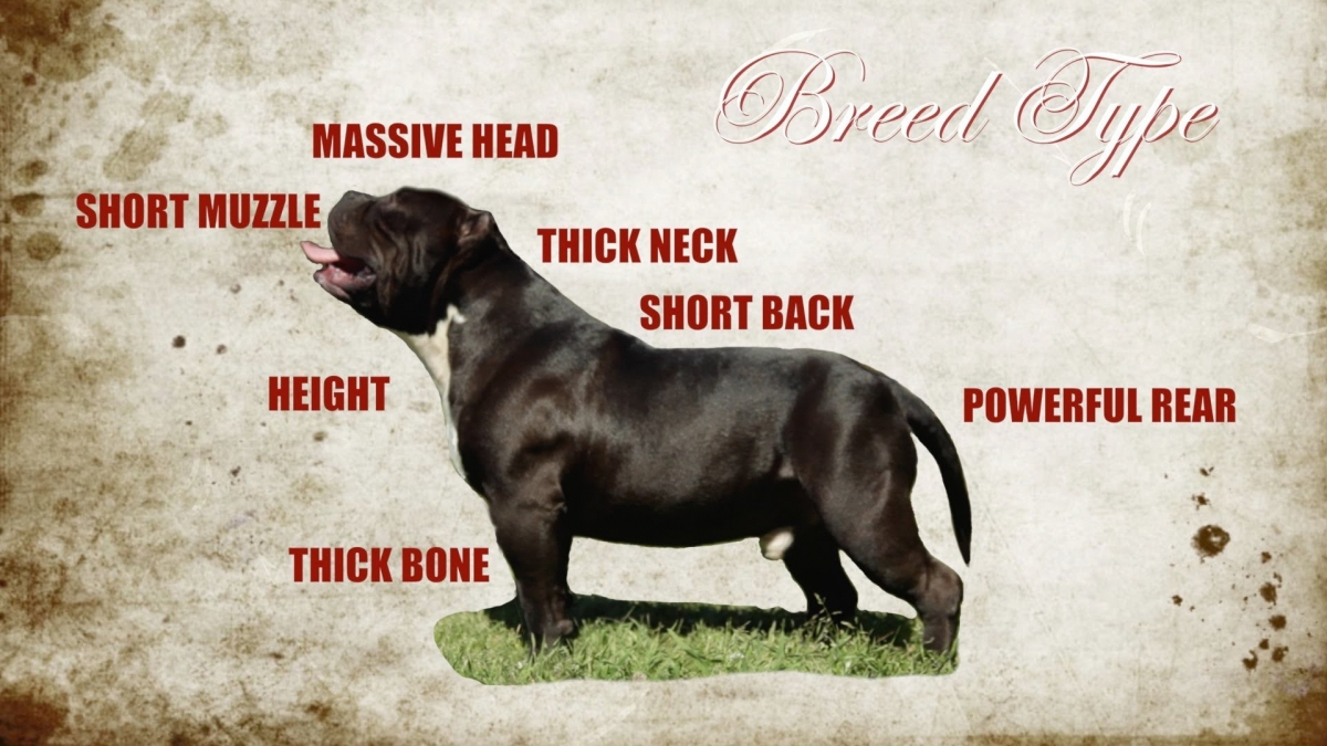 best food for american bully puppy american bully dogmal best food for american bully puppy american bully dogmal