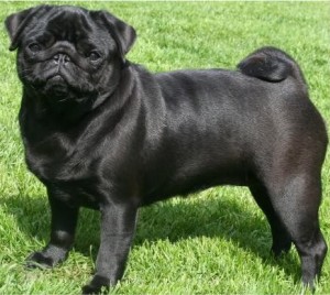 Black Pug dog picture