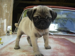 Adorable pug puppies