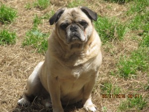 Adult pug dog picture
