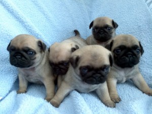 Akc pug dog puppies photo