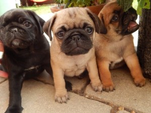 Apricot pug dog puppy