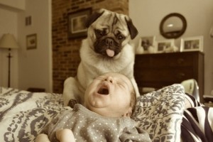 Baby and pug dog