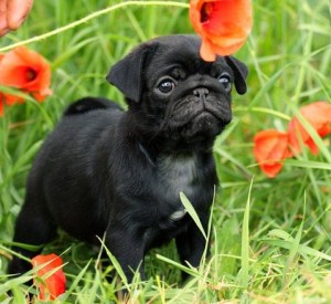 Black pug dog puppy