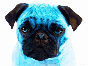 Blue pug dog