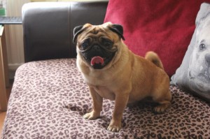 Brown pug dog photo