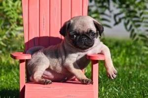 Cheap pug dog puppy photo
