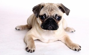 Chinese pug  dog photo