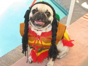 Cute baby pugs dog photo
